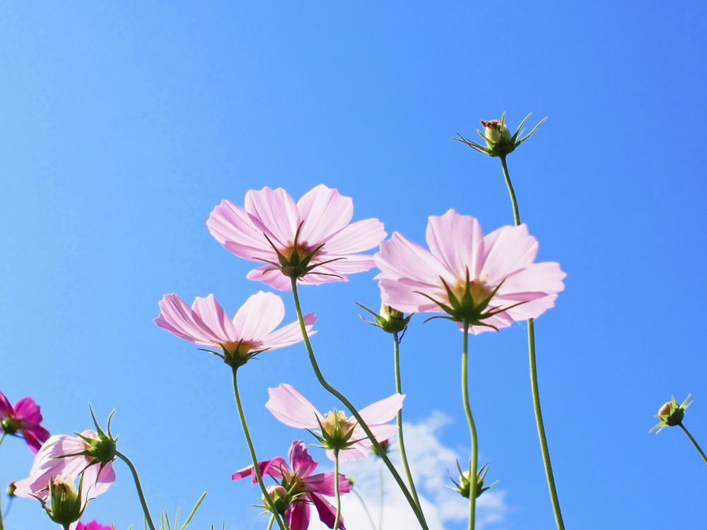 Pink flowers against a bright blue summer sky.